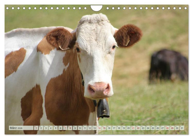 Produktbild: Alpenrinder (Wandkalender 2026 DIN A4 quer), CALVENDO Monatskalender