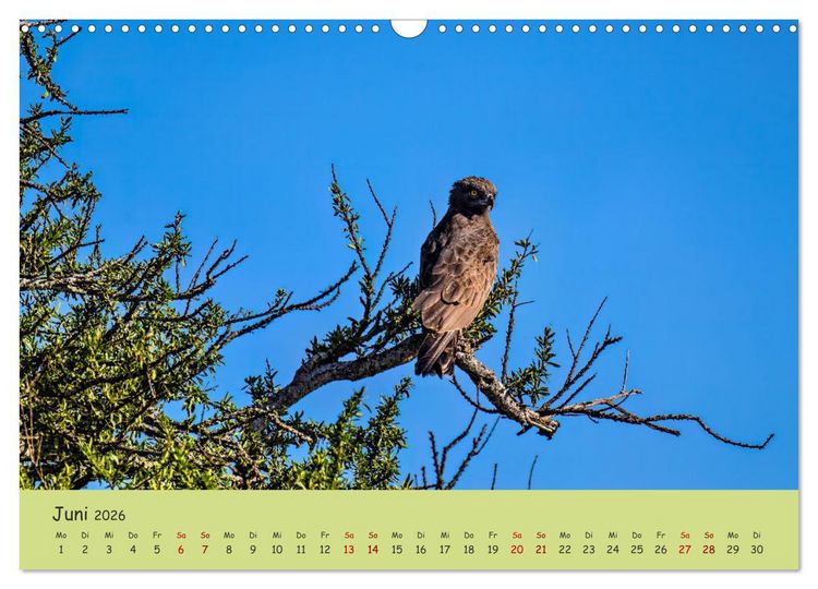 Produktbild: Gefiederte Sch&ouml;nheiten Ostafrikas (Wandkalender 2026 DIN A3 quer), CALVENDO Monatskalender