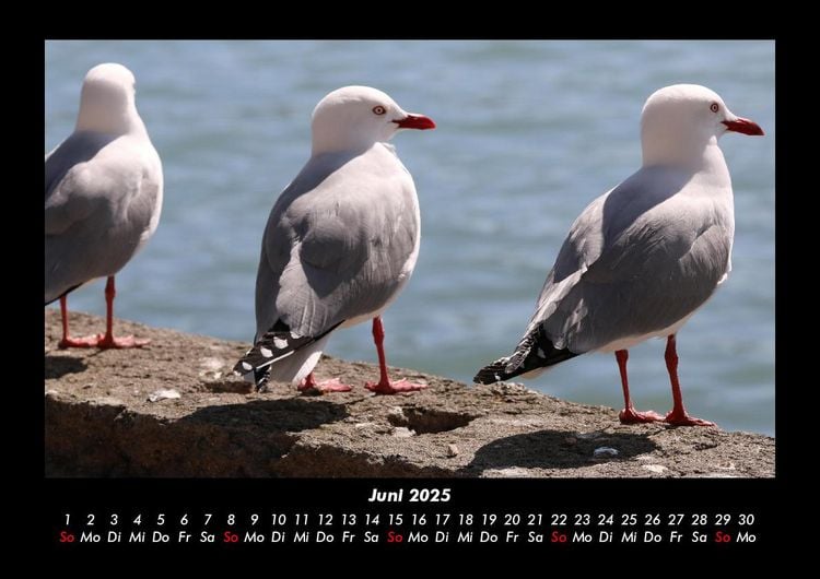 Produktbild: M&ouml;wen 2025 Fotokalender DIN A3