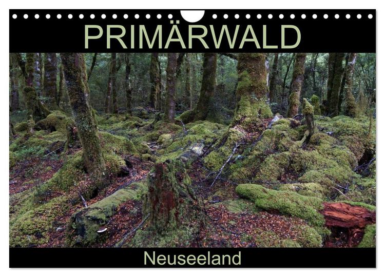 Produktbild: Prim&auml;rwald - Neuseeland (Wandkalender 2026 DIN A4 quer), CALVENDO Monatskalender