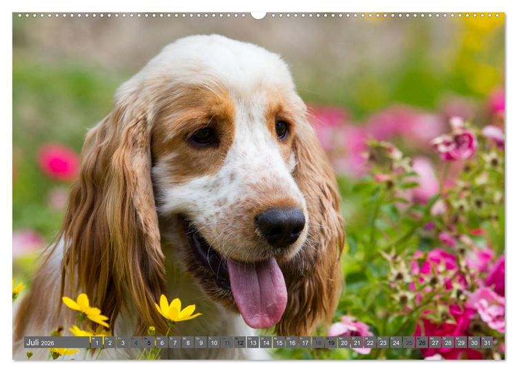 Produktbild: English Cocker Spaniels - Ein Spaziergang im Park (hochwertiger Premium Wandkalender 2026 DIN A2 quer), Kunstdruck in Hochglanz