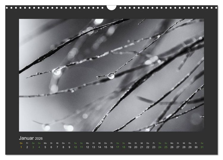 Produktbild: Pflanzen in Schwarz und Wei&szlig; (Wandkalender 2026 DIN A3 quer), CALVENDO Monatskalender