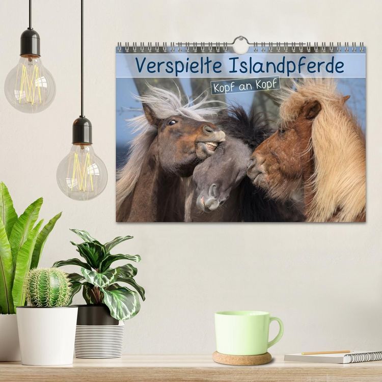 Produktbild: Verspielte Islandpferde Kopf an Kopf (Wandkalender 2027 DIN A4 quer), CALVENDO Monatskalender