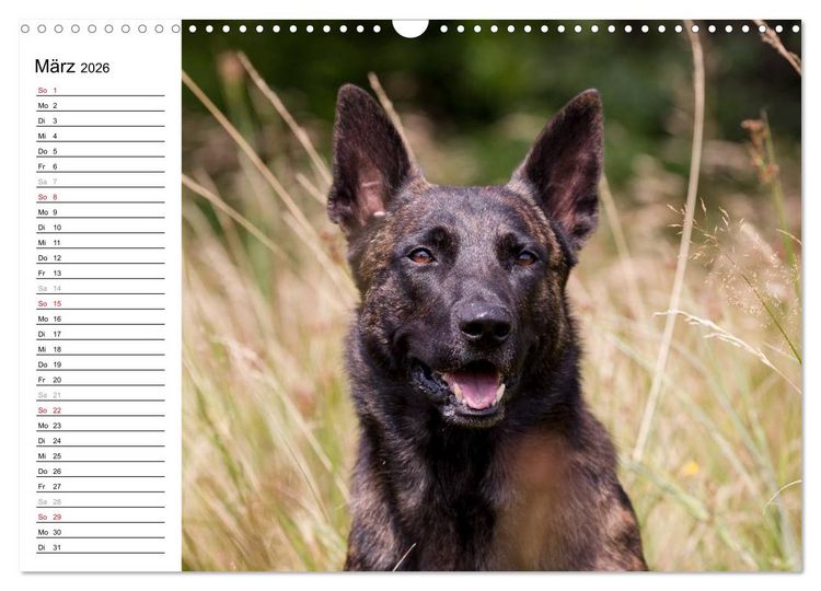 Produktbild: ausdrucksvolle Holl&auml;ndische Sch&auml;ferhunde (Wandkalender 2026 DIN A3 quer), CALVENDO Monatskalender