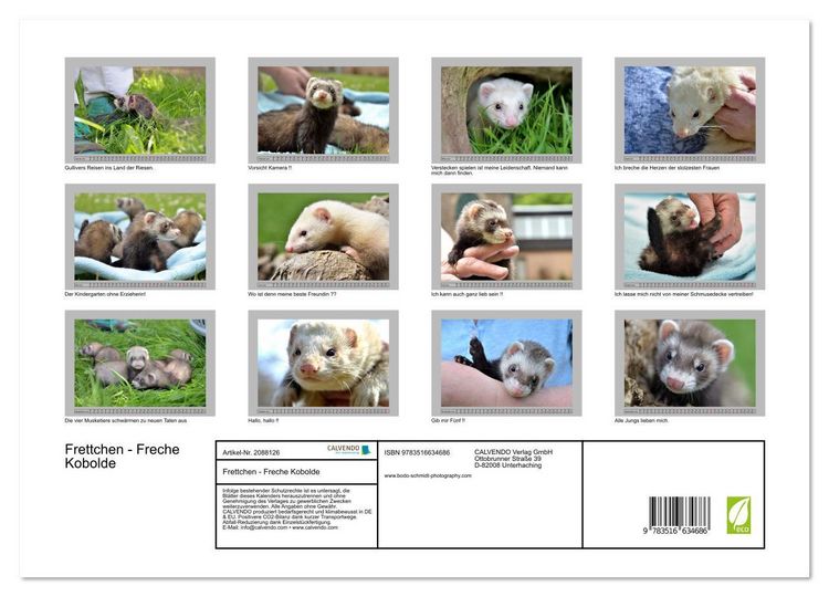 Produktbild: Frettchen - Freche Kobolde (Wandkalender 2026 DIN A3 quer), CALVENDO Monatskalender
