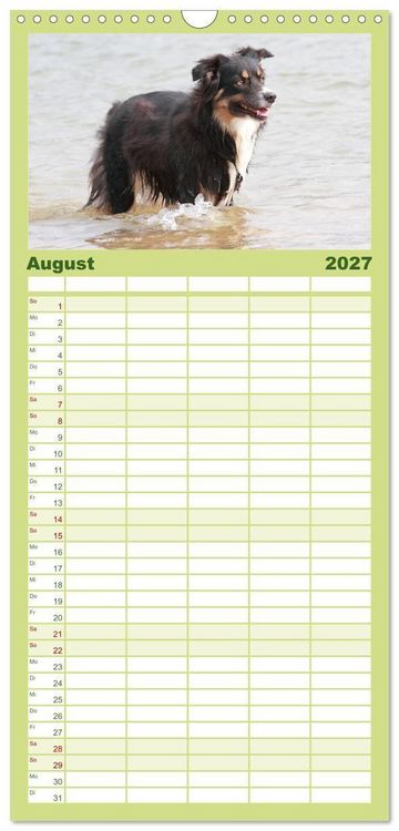 Produktbild: Familienplaner 2027 - Australian Shepherd - H&uuml;tehunde mit Familienanschluss mit 5 Spalten (Wandkalender, 21 x 45 cm) CALVENDO