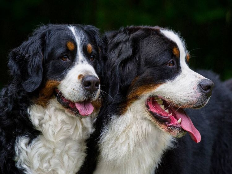 Produktbild: CALVENDO Puzzle Ein Motiv aus dem Kalender Treuer Freund Berner Sennenhund | 1000 Teile Lege-Gr&ouml;&szlig;e 64x48cm Foto-Puzzle f&uuml;r gl&uuml;ckliche Stunden