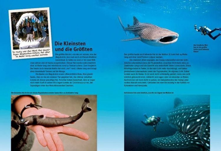 Produktbild: Entdecke die Haie