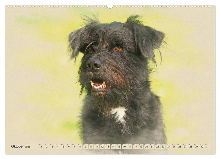 Produktbild: Altdeutsche H&uuml;tehunde 2026 (hochwertiger Premium Wandkalender 2026 DIN A2 quer), Kunstdruck in Hochglanz