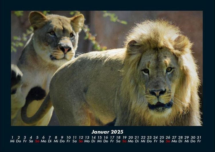 Produktbild: Welt der Tiere 2025 Fotokalender DIN A4