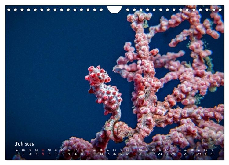 Produktbild: Hippocampus oder einfach nur Seepferdchen (Wandkalender 2026 DIN A4 quer), CALVENDO Monatskalender