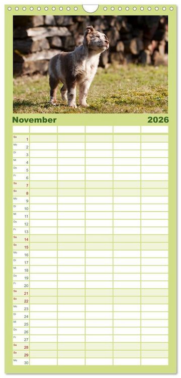 Produktbild: Familienplaner 2026 - Aussie Welpen 2026 mit 5 Spalten (Wandkalender, 21 x 45 cm) CALVENDO