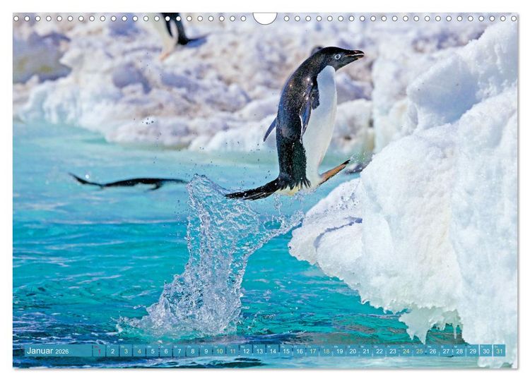 Produktbild: Pinguine: Gehupft wie gesprungen (Wandkalender 2026 DIN A3 quer), CALVENDO Monatskalender