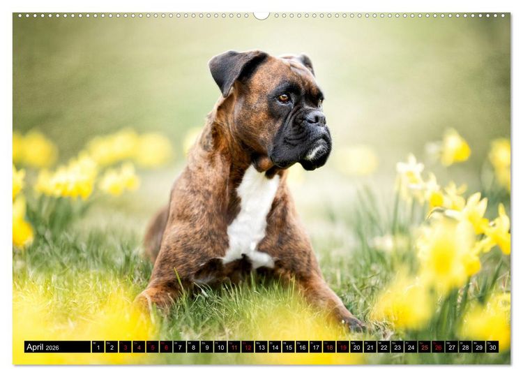Produktbild: K&auml;the - ein Boxer mit Charme (hochwertiger Premium Wandkalender 2026 DIN A2 quer), Kunstdruck in Hochglanz