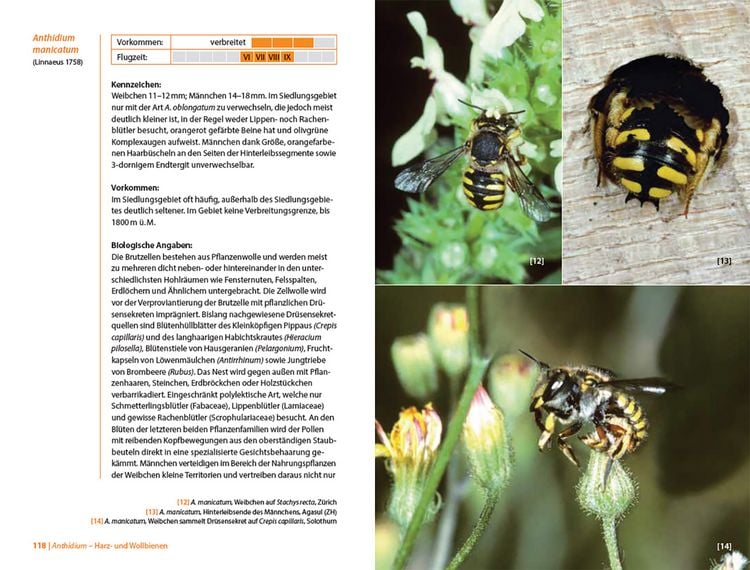 Produktbild: Bienen Mitteleuropas