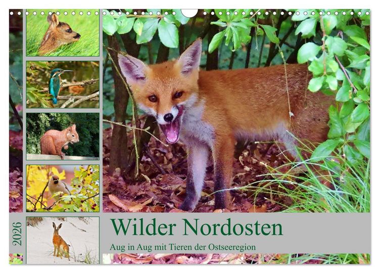 Produktbild: Wilder Nordosten - Aug in Aug mit Tieren der Ostseeregion (Wandkalender 2026 DIN A3 quer), CALVENDO Monatskalender