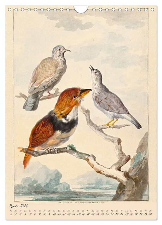 Produktbild: Aert Schouman. V&Ouml;GEL (Wandkalender 2026 DIN A4 hoch), CALVENDO Monatskalender