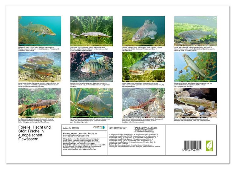 Produktbild: Forelle, Hecht und St&ouml;r: Fische in europ&auml;ischen Gew&auml;ssern (Wandkalender 2026 DIN A3 quer), CALVENDO Monatskalender