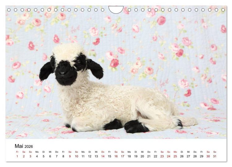 Produktbild: Walliser Schwarznasenschaf Valais Blacknose Sheep (Wandkalender 2026 DIN A4 quer), CALVENDO Monatskalender