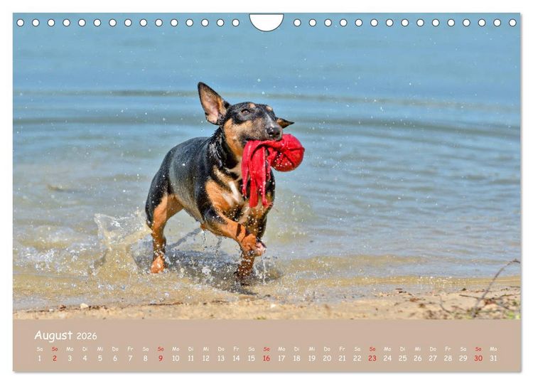 Produktbild: Einmal Bullterrier - immer Bullterrier (Wandkalender 2026 DIN A4 quer), CALVENDO Monatskalender