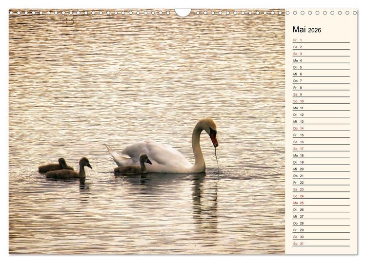 Produktbild: Schwanenzauber (Wandkalender 2026 DIN A3 quer), CALVENDO Monatskalender