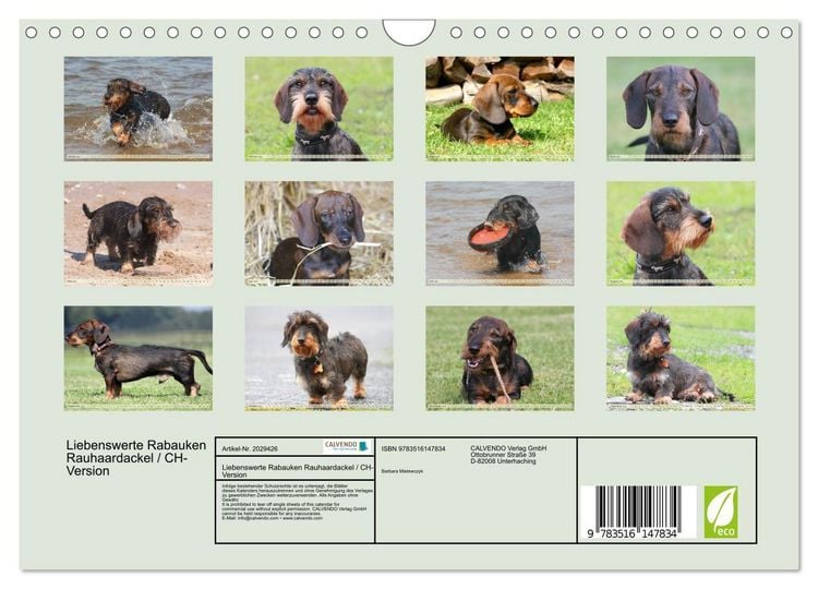 Produktbild: Liebenswerte Rabauken Rauhaardackel / CH-Version (Wandkalender 2026 DIN A4 quer), CALVENDO Monatskalender