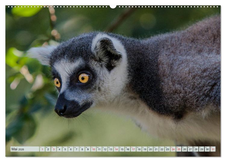 Produktbild: Makis ganz s&uuml;ss (Wandkalender 2026 DIN A2 quer), CALVENDO Monatskalender