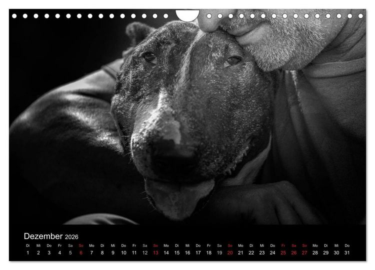Produktbild: Bullterrier (Wandkalender 2026 DIN A4 quer), CALVENDO Monatskalender