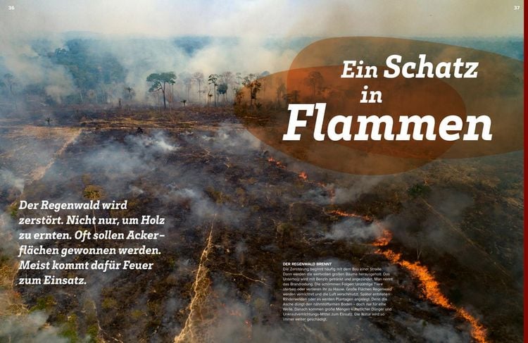 Produktbild: WAS IST WAS Regenwald. Wilde grüne Welt