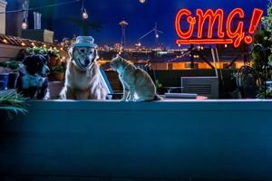 Produktbild: Cats & Dogs 3: Pfoten vereint!