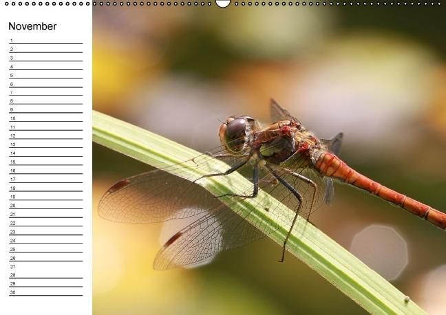 Produktbild: Libellen Geburtstagskalender (Wandkalender immerw&auml;hrend DIN A2 quer)