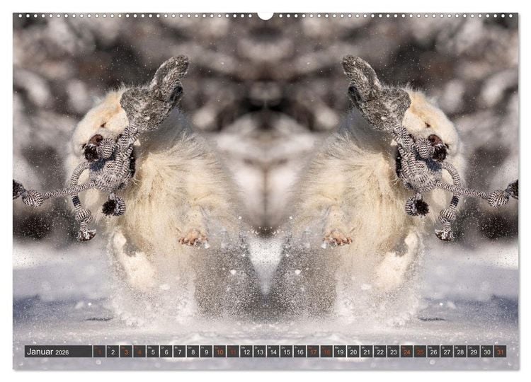 Produktbild: Mit doppelter Power durch das Jahr (hochwertiger Premium Wandkalender 2026 DIN A2 quer), Kunstdruck in Hochglanz
