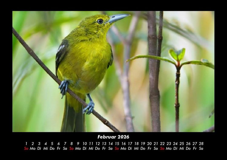 Produktbild: Welt der V&ouml;gel 2026 Fotokalender DIN A3