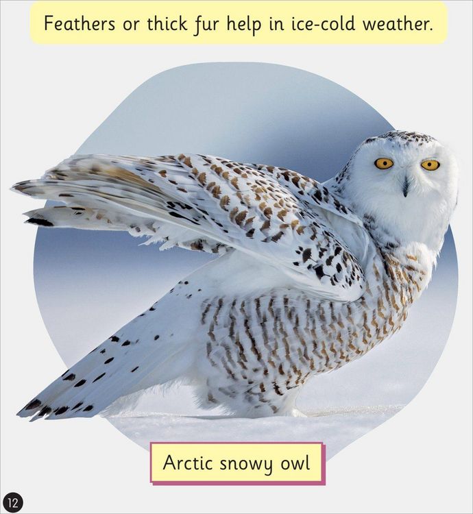Produktbild: Life on Snow and Ice (Set 11)
