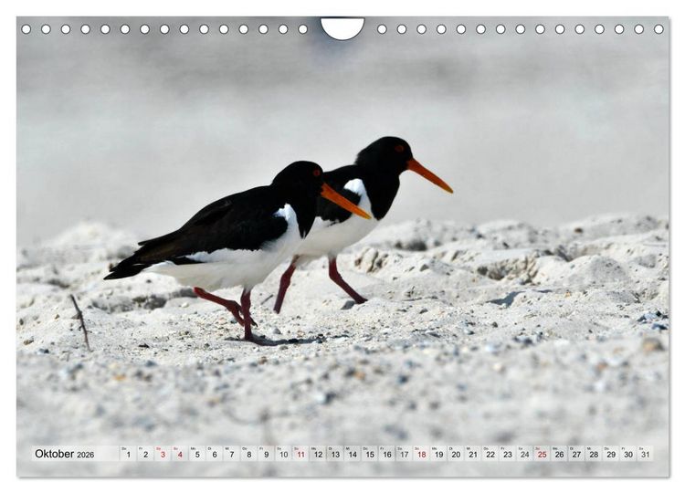 Produktbild: Sch&ouml;ne Insel Helgoland (Wandkalender 2026 DIN A4 quer), CALVENDO Monatskalender