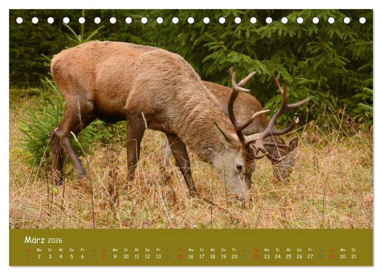 Produktbild: Begegnungen. DER HIRSCH (Tischkalender 2026 DIN A5 quer), CALVENDO Monatskalender