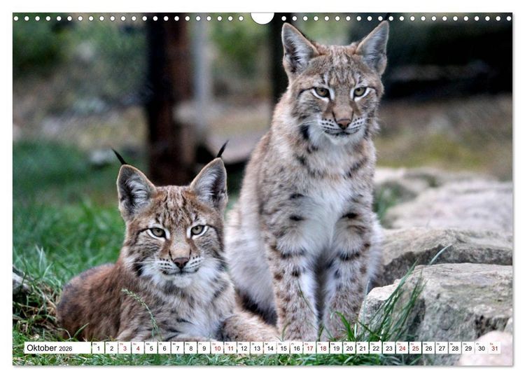 Produktbild: Familie Luchs - Die J&auml;ger mit dem Pinselohr (Wandkalender 2026 DIN A3 quer), CALVENDO Monatskalender