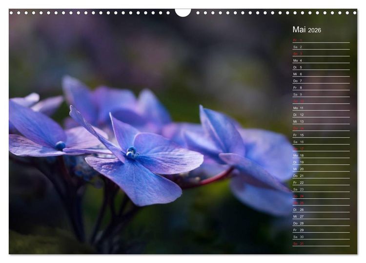 Produktbild: Die Hortensie und ihre vielen Gesichter (Wandkalender 2026 DIN A3 quer), CALVENDO Monatskalender