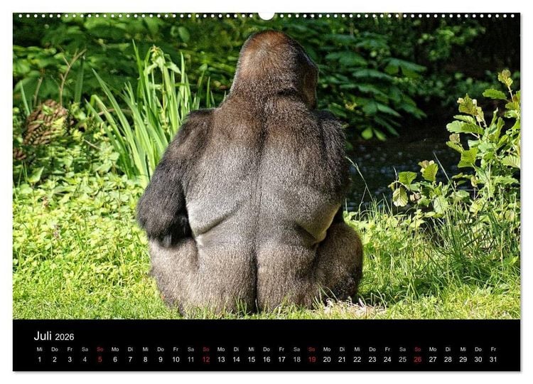 Produktbild: Gorillas - Die sanften Wilden (hochwertiger Premium Wandkalender 2026 DIN A2 quer), Kunstdruck in Hochglanz
