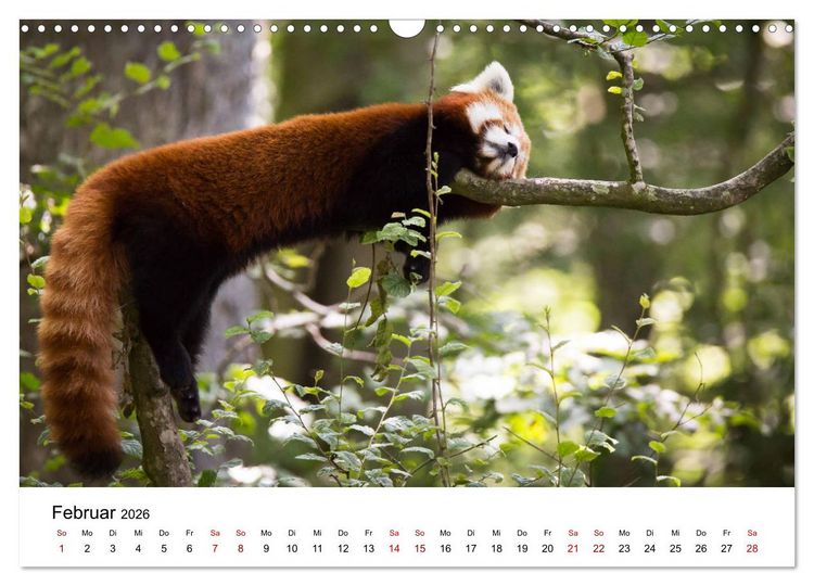 Produktbild: Rote Pandas - geschickte Kletterer (Wandkalender 2026 DIN A3 quer), CALVENDO Monatskalender