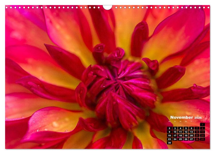 Produktbild: Im Herzen der Dahlie (Wandkalender 2026 DIN A3 quer), CALVENDO Monatskalender