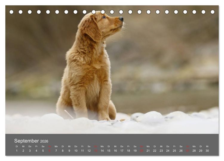 Produktbild: Chesley Kleiner Hund grosse Abenteuer (Tischkalender 2026 DIN A5 quer), CALVENDO Monatskalender