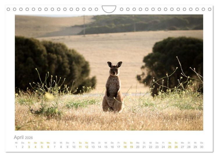 Produktbild: Ein L&auml;cheln f&uuml;r die Tierwelt (Wandkalender 2026 DIN A4 quer), CALVENDO Monatskalender