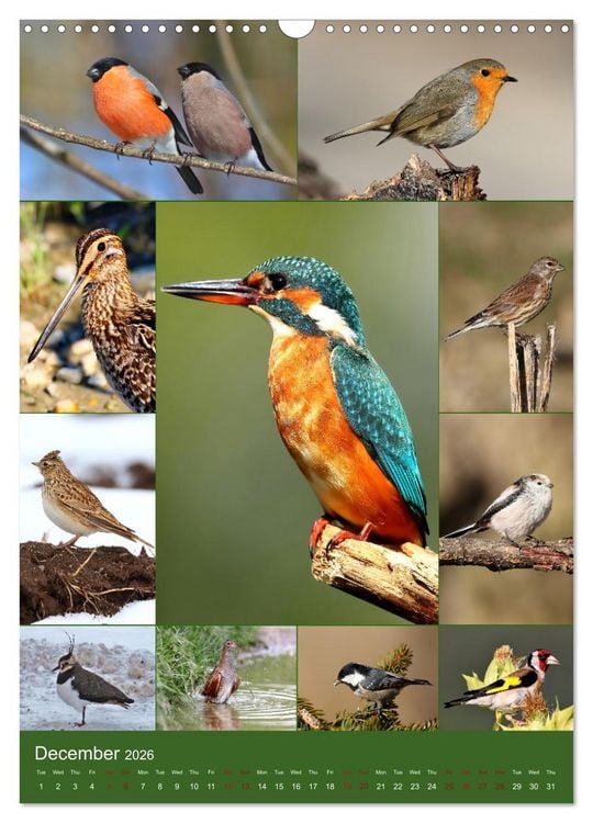 Produktbild: 78 Birds (Wall Calendar 2026 DIN A3 portrait), CALVENDO 12 Month Wall Calendar