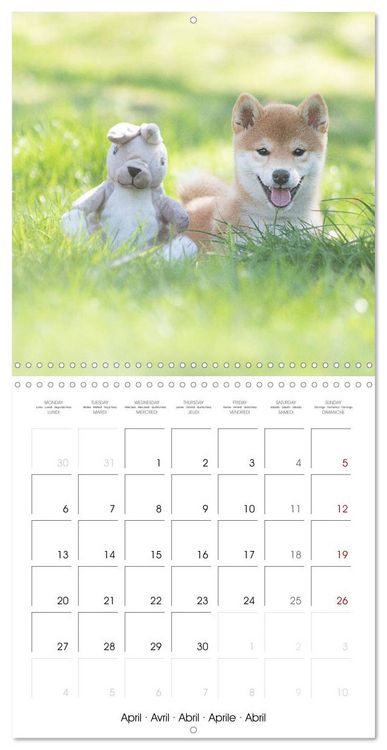 Produktbild: Little Samurais - The Shiba Inu (Wall Calendar 2026 12 &times; 12 Inch) CALVENDO 12 Month Wall Calendar