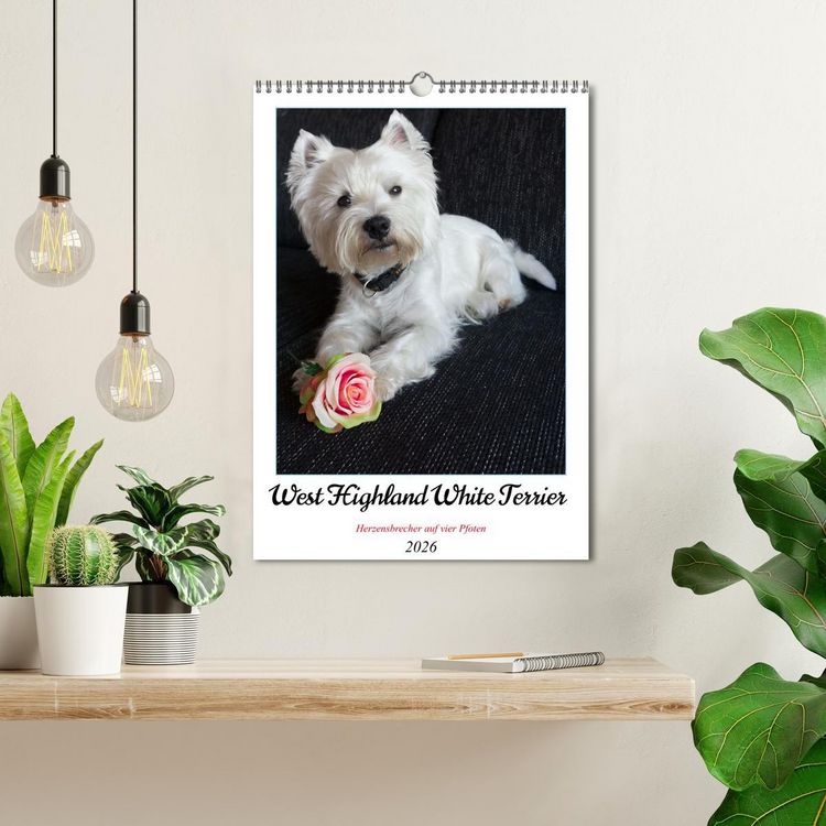 Produktbild: West Highland White Terrier - Herzensbrecher auf vier Pfoten (Wandkalender 2026 DIN A3 hoch), CALVENDO Monatskalender