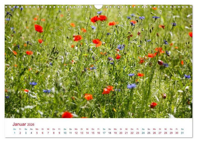 Produktbild: Mohnblumen (Wandkalender 2026 DIN A3 quer), CALVENDO Monatskalender