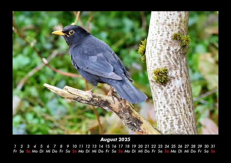 Produktbild: Welt der V&ouml;gel 2025 Fotokalender DIN A3