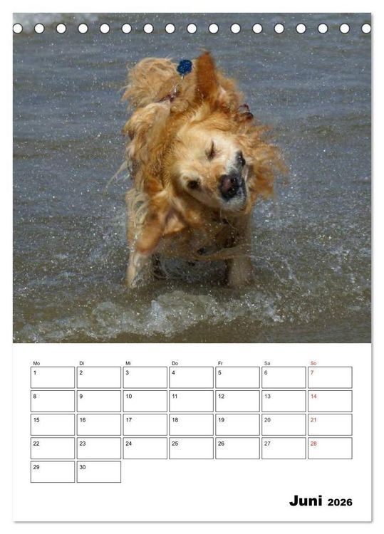 Produktbild: Gl&uuml;cklicher Golden Retriever (Tischkalender 2026 DIN A5 hoch), CALVENDO Monatskalender