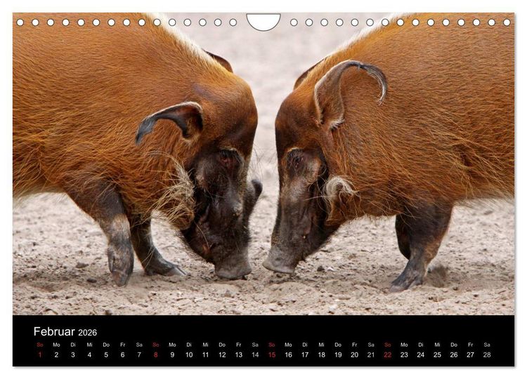 Produktbild: Schweinereien (Wandkalender 2026 DIN A4 quer), CALVENDO Monatskalender